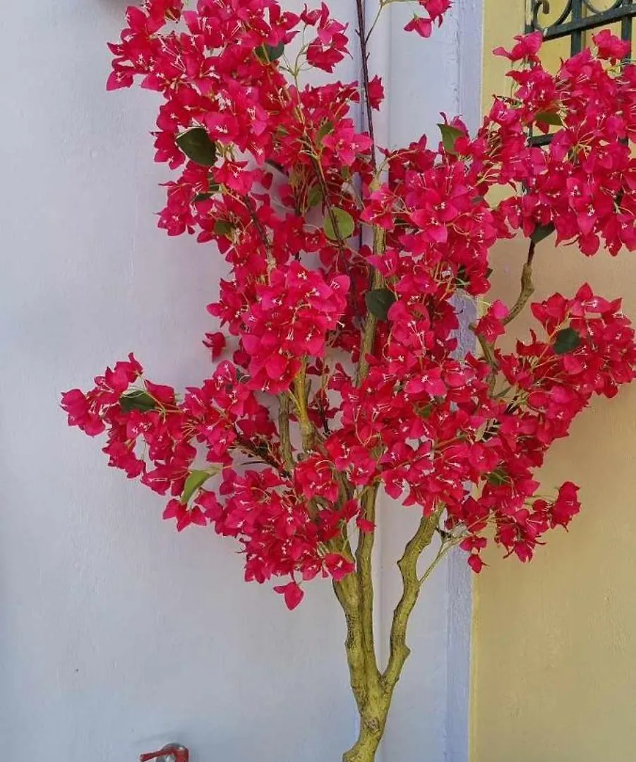Fiore , 200M From Central Square Argostolion